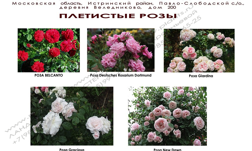 Ландшафтный дизайн розария - плетистые розы
